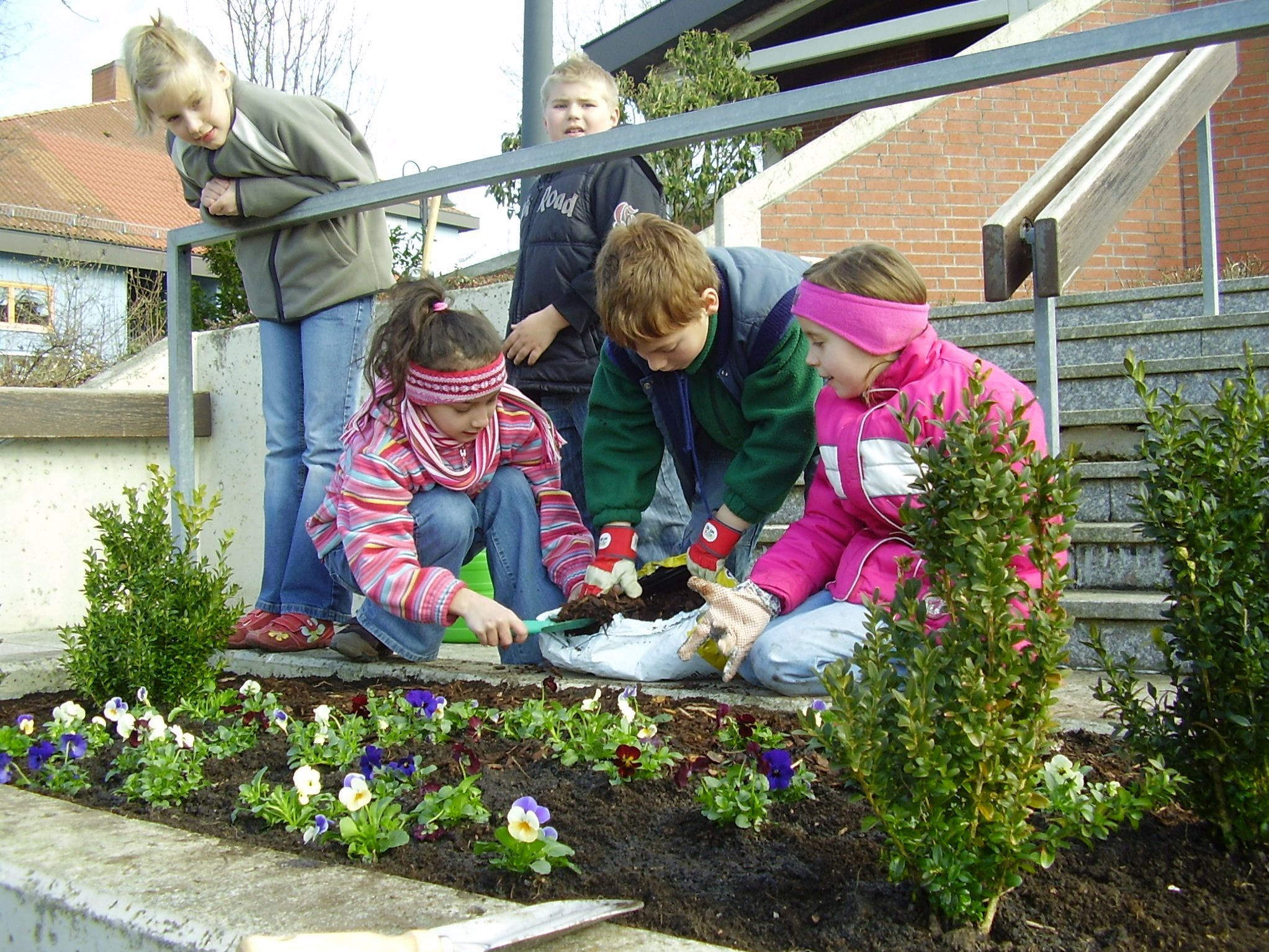  Schüler bepflanzen die Blumenkübel mit Stiefmütterchen und Primeln 